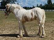 BH Cody