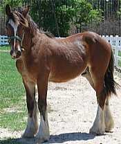 Rusty