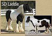 SD Laddie x Isabella