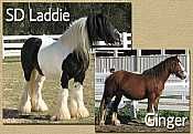 SD Laddie x Ginger