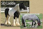 SD Laddie x Gracie