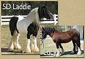 SD Laddie x Lucy