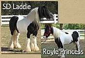 SD Laddie x Royle Princess